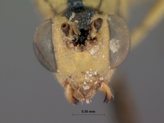 Syzeuctus_aethiopica_HOLOTYPE