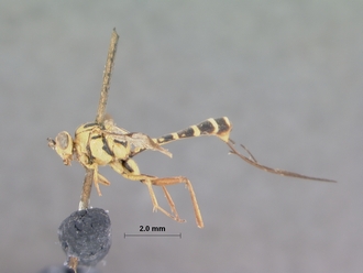 Syzeuctus_aethiopica_HOLOTYPE
