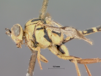 Syzeuctus_aethiopica_HOLOTYPE