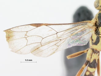 Syzeuctus_aethiopica_HOLOTYPE