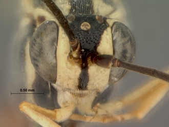 Syzeuctus_curvilineatus_syntype