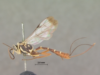 Syzeuctus_tonganus_HOLOTYPE