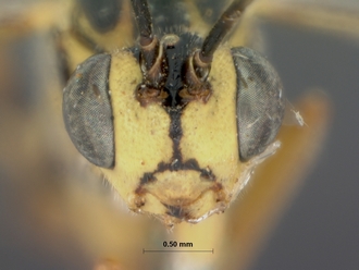 Lissonota_lineaticeps_HOLOTYPE
