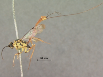 Syzeuctus_marshalli_HOLOTYPE