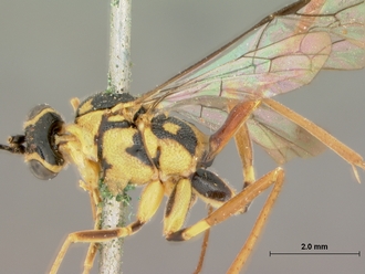 Syzeuctus_marshalli_HOLOTYPE