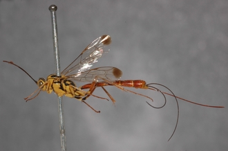 Syzeuctus_perinqueyi_HOLOTYPE