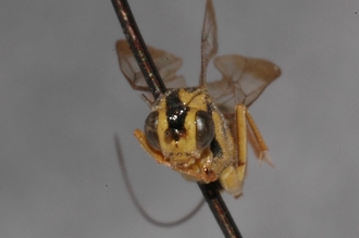 Lissonota_spilostoma_HOLOTYPE