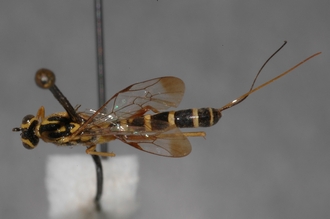 Lissonota_spilostoma_HOLOTYPE