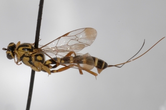 Lissonota_spilostoma_HOLOTYPE
