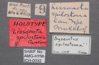 Lissonota_spilostoma_HOLOTYPE
