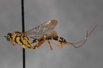 Lissonota_spilostoma_HOLOTYPE