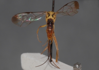 Syzeuctus_tonganus_HOLOTYPE