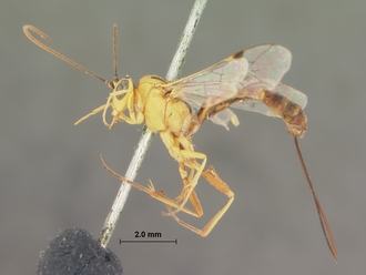 Syzeuctus_rostratus_HOLOTYPE