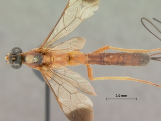 Syzeuctus_fulvipalpis_HOLOTYPE