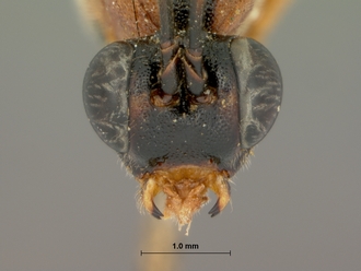 Syzeuctus_fulvipalpis_HOLOTYPE