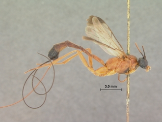 Syzeuctus_fulvipalpis