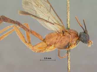 Syzeuctus_fulvipalpis_HOLOTYPE
