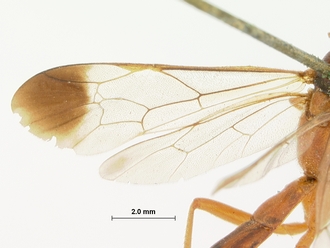 Syzeuctus_fulvipalpis_HOLOTYPE