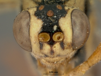 Syzeuctus_fuscicornis_holotype