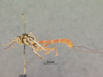 Syzeuctus_fuscicornis