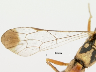 Syzeuctus_fuscicornis_holotype