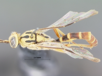 Syzeuctus_hessei_holotype