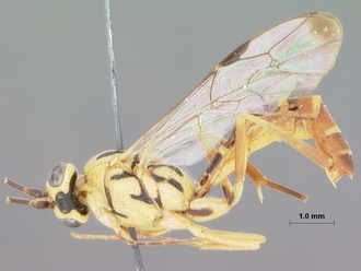 Syzeuctus_hessei