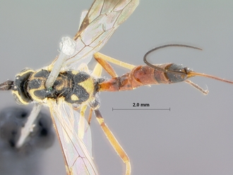 Syzeuctus_longiceps_holotype