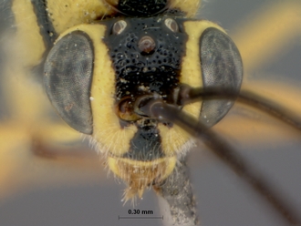 Syzeuctus_longiceps_holotype