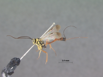 Syzeuctus_longiceps_HOLOTYPE