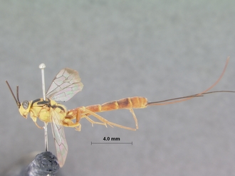 Syzeuctus_meridionalis_HOLOTYPE