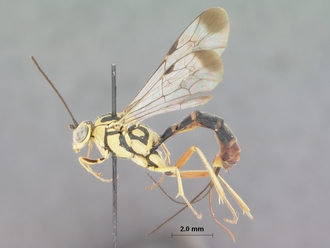 Syzeuctus_namaquensis_HOLOTYPE