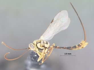 Syzeuctus_nanus_HOLOTYPE