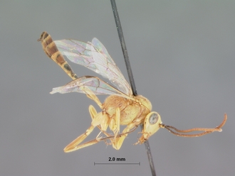 Syzeuctus_rostratus kaokoensis_HOLOTYPE