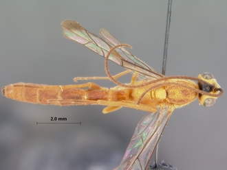 Syzeuctus_ruberrimus mossambicarus_HOLOTYPE