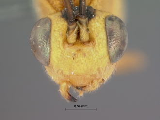 Syzeuctus_ruberrimus mossambicarus_HOLOTYPE