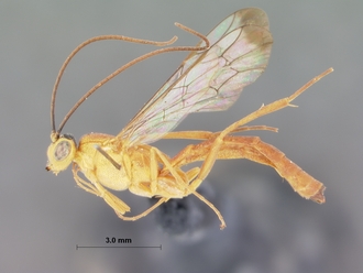 Syzeuctus_ruberrimus mossambicanus_HOLOTYPE