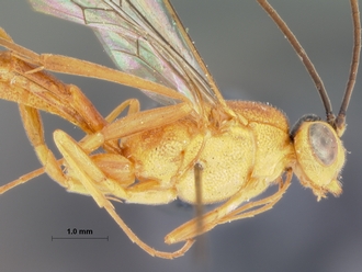 Syzeuctus_ruberrimus mossambicarus_HOLOTYPE