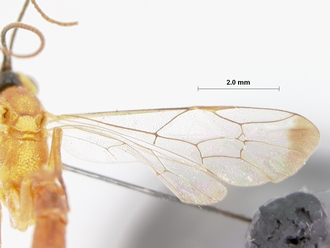 Syzeuctus_ruberrimus mossambicarus_HOLOTYPE
