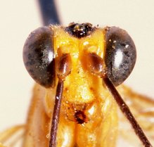 Tetractenion_luteum_ALLOTYPE