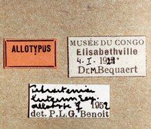 Tetractenion_luteum_labels
