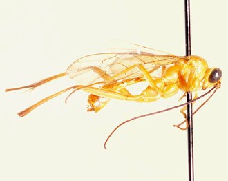 Tetractenion_luteum_ALLOTYPE
