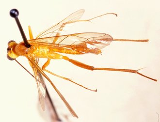Tetractenion_luteum_ALLOTYPE