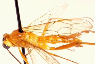 Tetractenion_luteum_ALLOTYPE