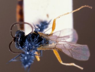 Campoletis_pedunculata
