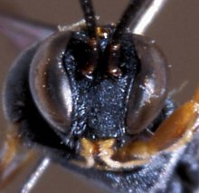 Casinaria_granulicoxis