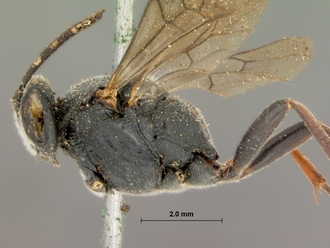 Casinaria_crassiventris_HOLOTYPE