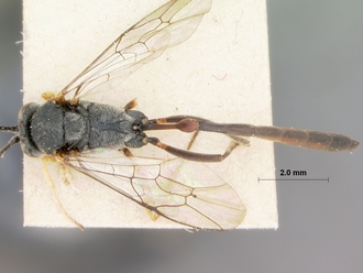 Charops_cariniceps_HOLOTYPE