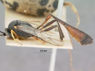 Charops_cariniceps_HOLOTYPE