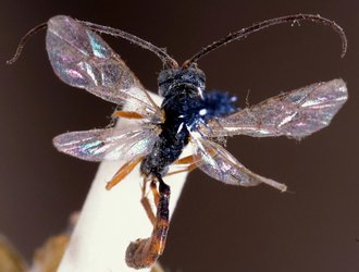 Diadegma_densepilosellum